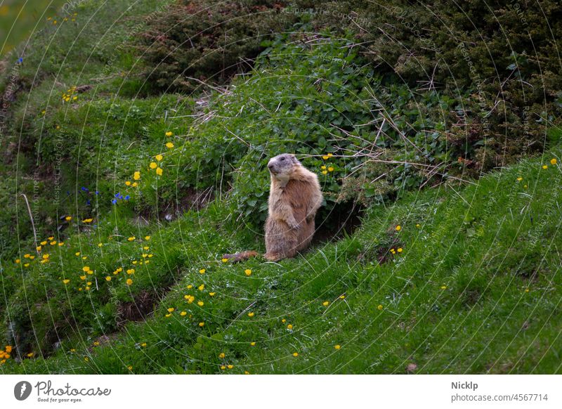 Ein Murmeltier vor seinem Bau grüßt aus Osttirol Österreich Alpen Tierporträt Berge u. Gebirge Jagdhausalm Säugetier Natur Wiese niedlich Fell
