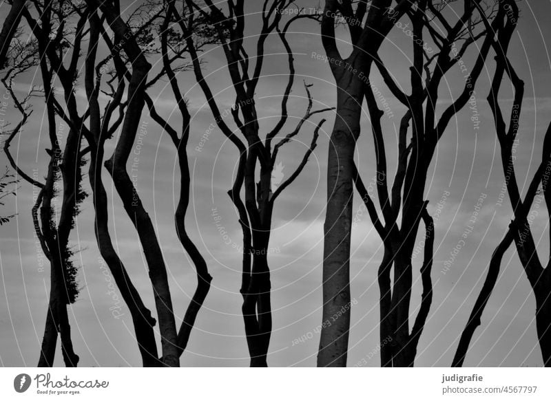 Bäume am Darßer Weststrand Himmel Baumkrone Windflüchter Küste Ostsee Fischland-Darß-Zingst Nationalpark Vorpommersche Boddenlandschaft Natur Meer Idylle