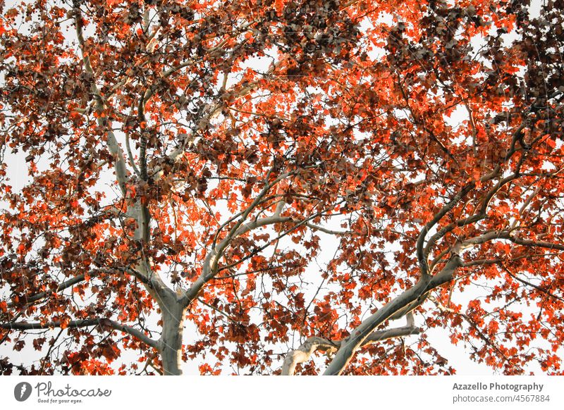 Schöne Herbstblätter Hintergrund. Trockene Blätter Hintergrund im Herbst. herbstlich Hintergrundbeleuchtung schön Schönheit Blinken hell Windstille Ruhe