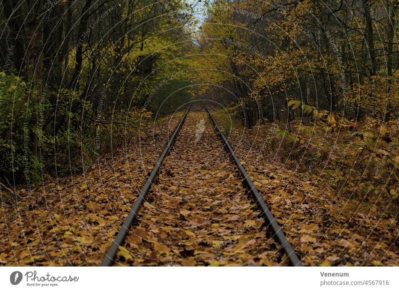 Alte ungenutzte Eisenbahnschienen im Herbst in einem Wald Bahn Gleisbett Schienen bügeln Rust Eisenbahnschwellen Wälder Baum Bäume Gleise Eisenbahnlinien
