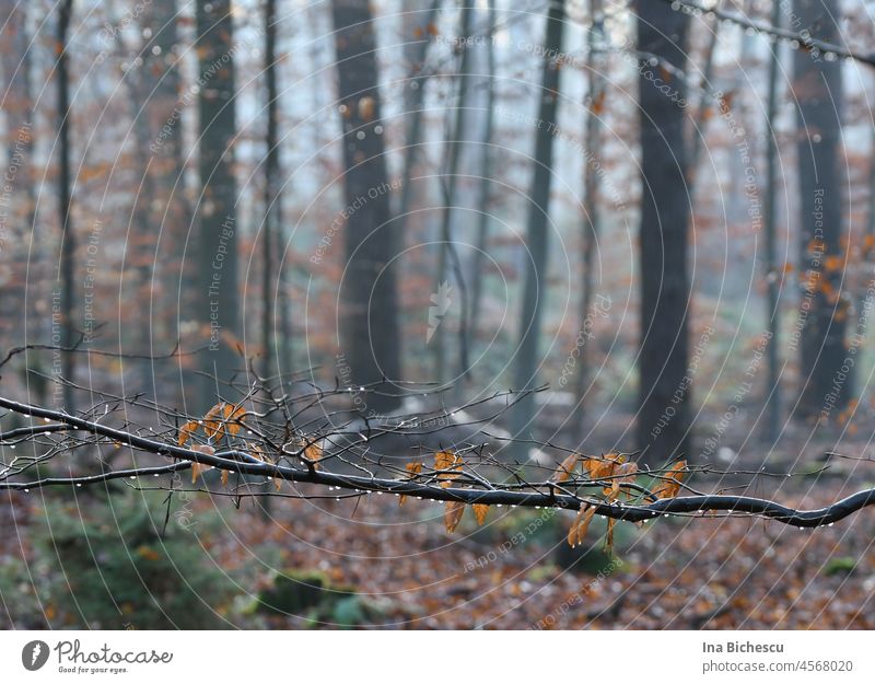 Ein Ast mit abgestorbene Blättern und Wassertropfen drauf auf dem unscharfen Hintergrund des Waldes. ast wald blätter laub herbst regen nass wasser winter bäume