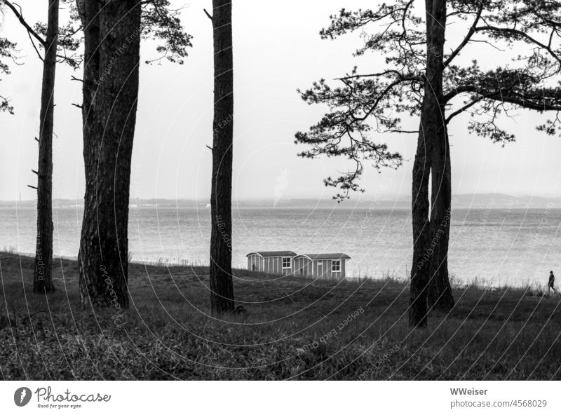 Zwei Holzbuden und einige Bäume am Ostseestrand, jemand geht allein spazieren Meer Urlaub grau Winter kalt Tourismus off season Ferien Natur Kiefern Wind Regen