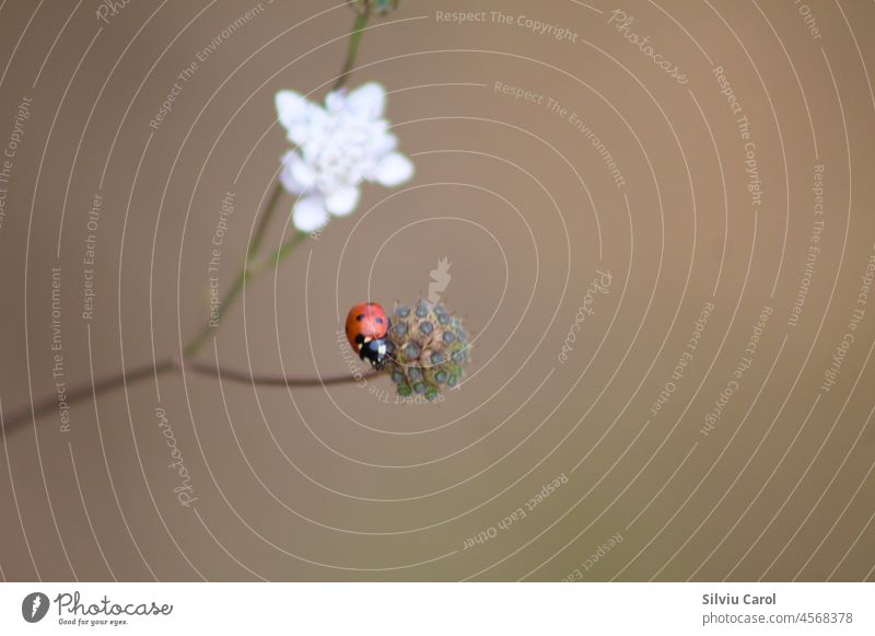 Marienkäfer auf einer Blume Nahaufnahme mit unscharfem Hintergrund Insekt Coccinellidae Natur Sommer grün Frühling Käfer Pflanze rot Wiese Gras Makro weiß