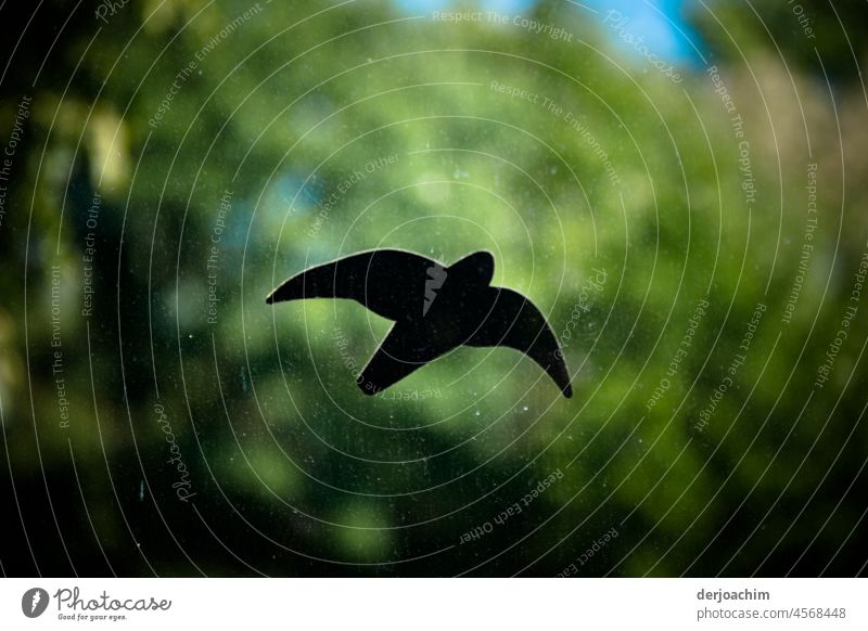 Eine  fliegende Vogel Silhouette auf einer Scheibe. Natur Tier Himmel Außenaufnahme Menschenleer Vögel Tag Freiheit Umwelt Farbfoto Bewegung natürlich frei