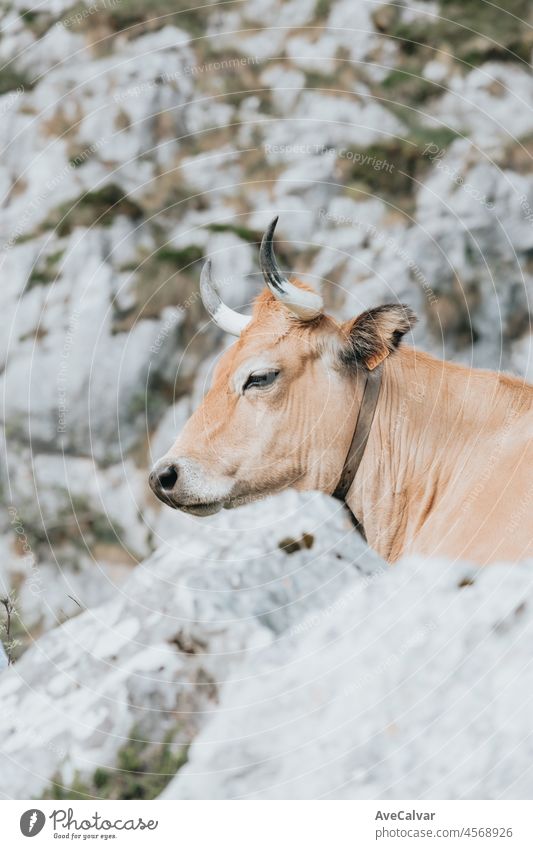 Porträt einer Kuh auf Malerische Sommerlandschaft des Hochlandes Schöne Landschaft mit Bergen. Aussichtspunkt-Panorama in Lagos de Covadonga, Nationalpark Picos de Europa, Asturien, Spanien