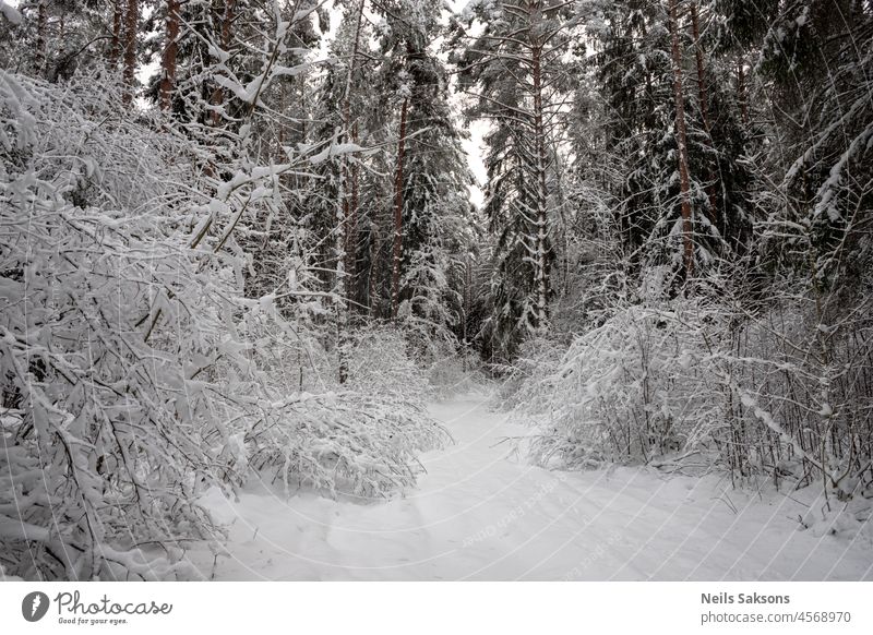 Waldweg zwischen großen schneebedeckten Bäumen und Ästen, die unter dem Gewicht des schweren Schnees auf dem Boden liegen Hintergrund schön Schönheit