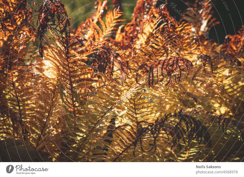gelber trockener Farn Hintergrund mit morgendlichem Sonnenlicht. Muster der Natur im Herbst abstrakt schön verschwommen botanisch botanischer Hintergrund