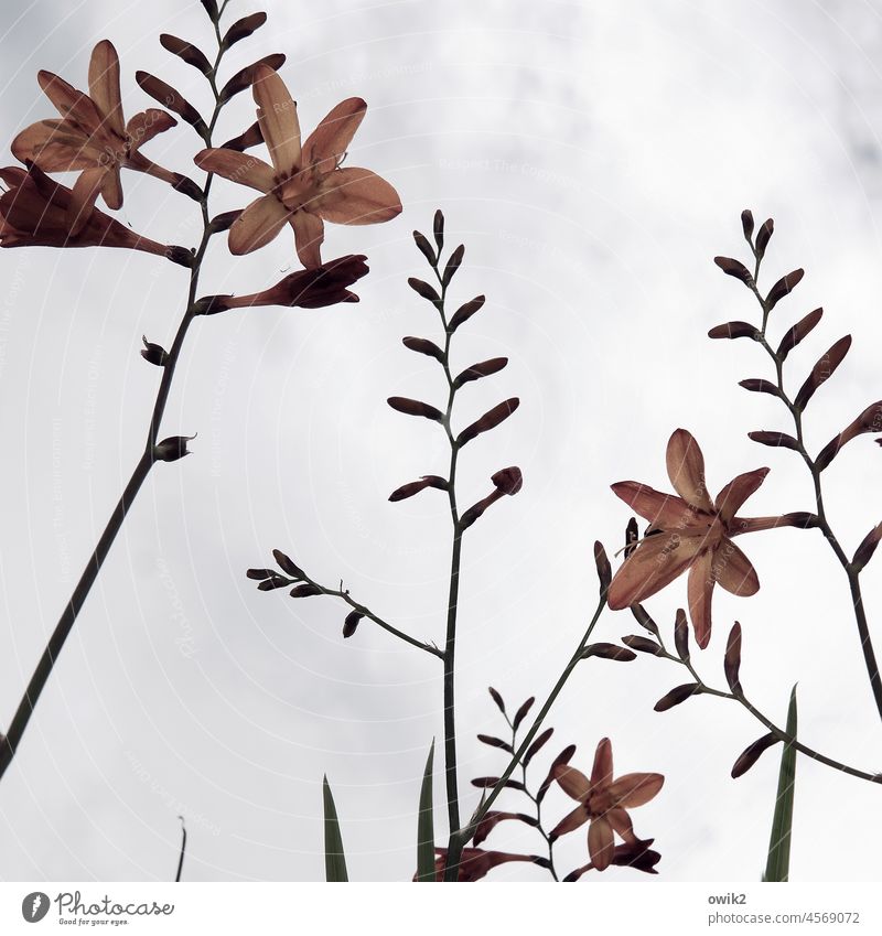 Montbretien Schwertliliengewächse Crocosmia Pflanze Blume Stengel Blüte Blühend Blütenknospen Wachstum Frühling Himmel Wolken Froschperspektive aufwärts