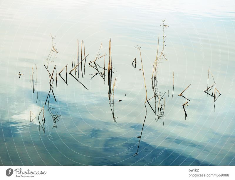 Strichcode Rätsel graphisch abstrakt Pflanze dünn minimalistisch Außenaufnahme Wasserpflanze Idylle Totale Tag Reflexion & Spiegelung See Nahaufnahme