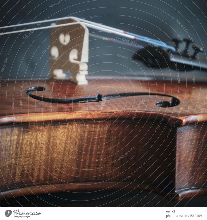 Die Spannung steigt Geige Musik Corpus Holz Saite Metall Streichinstrumente elegant ruhig akustisch nah Pause Steg Befestigung klassisch Farbfoto Momentaufnahme