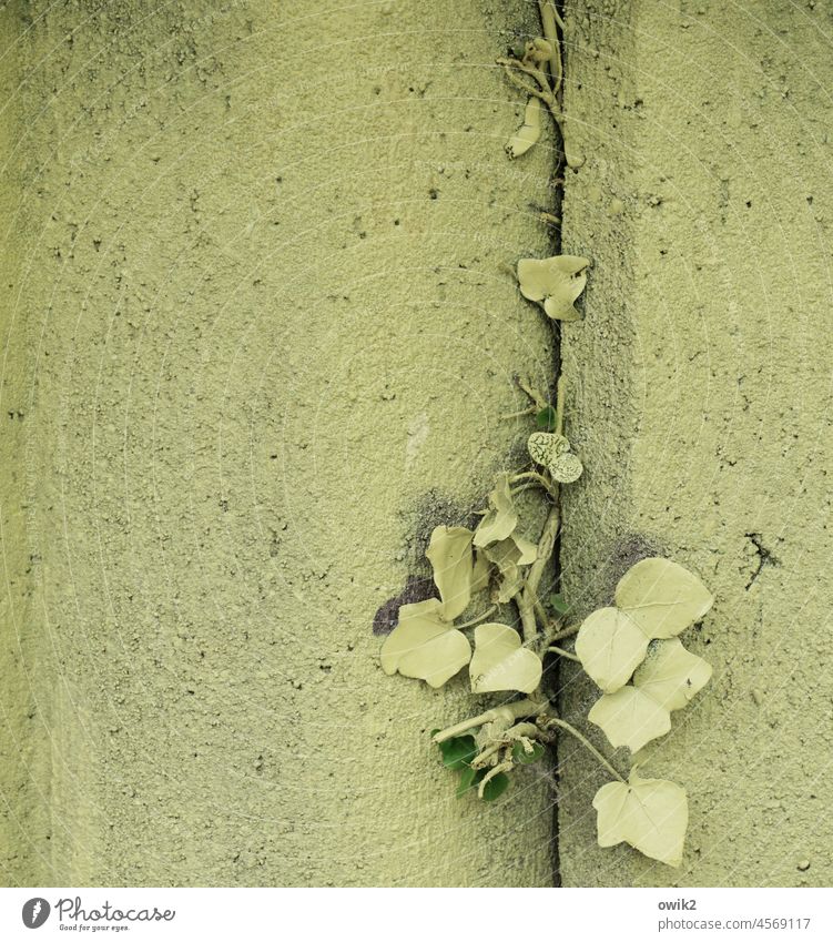 Gleichmäßig beschichtet Efeu Blatt Pflanze trocken nah Farbfoto Außenaufnahme Detailaufnahme verborgen Detailansicht Ranke Natur Wand bewachsen Sträucher