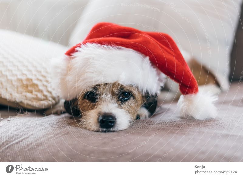 Kleiner Terrier Hund mit einer roten Weihnachtsmütze klein Weihnachten & Advent Haustier Tier Couch liegen sehen Tierporträt braun 1 lustig niedlich