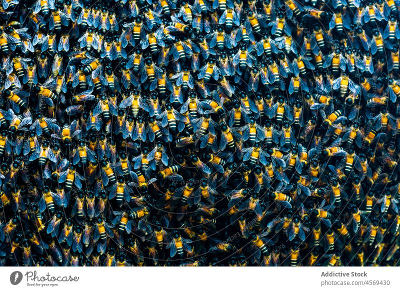 Kulisse eines Wildbienenschwarms Hintergrund Biene Insekt Tierwelt natürlich abholen Arthropode Schwarm Menschengruppe Bienenstock Zusammensein Textur krabbeln