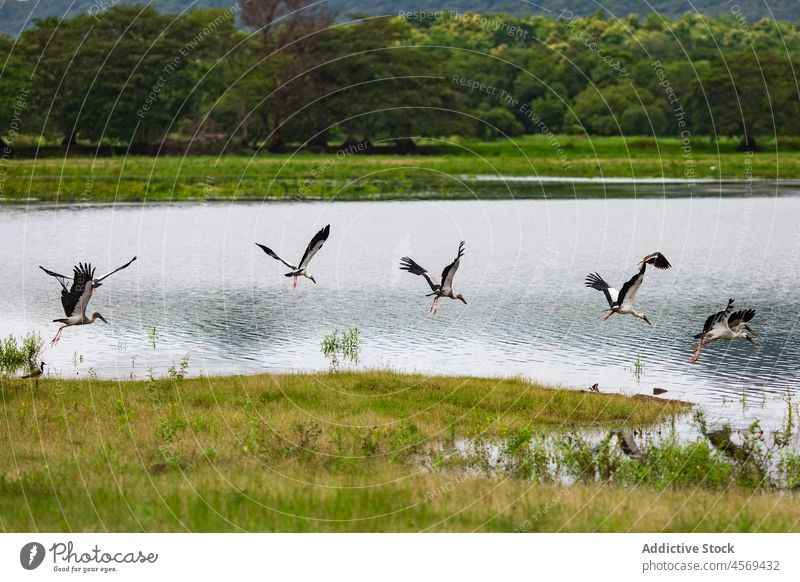 Störche kreisen über dem See vor grünem Wald Vogel Storch Schwarm Fliege schweben Natur Tierwelt Gefieder Gras wachsen Flügel Feder Teich Vogelbeobachtung Feld