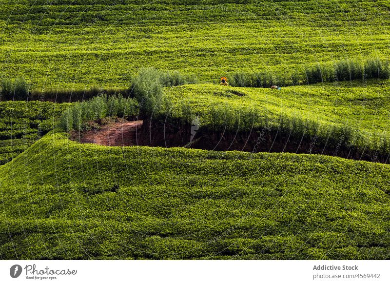 Malerische Szenerie einer anonymen Person bei der Arbeit auf einem grünen Teefeld Landschaft Hintergrund Schonung Feld Ackerbau kultivieren wachsen lebhaft