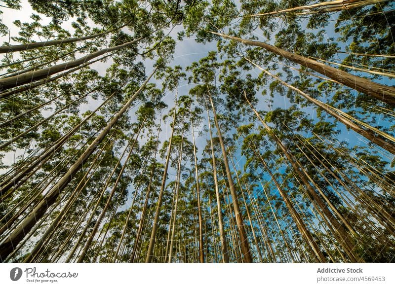 Hohe Bäume wachsen im Wald Baum Pflanze Flora Waldgebiet Natur Kofferraum Wälder vegetieren Laubwerk hoch Umwelt Hain Blauer Himmel Wachstum grün pflanzlich