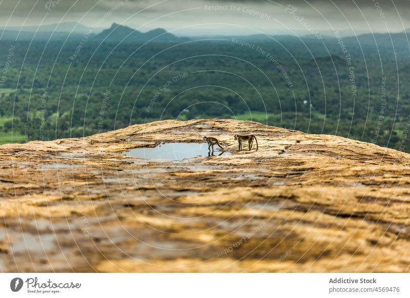 Affen in der Nähe einer Pfütze auf dem Gipfel eines Berges Landschaft Hochland Wald Natur Top Tier Berge u. Gebirge malerisch friedlich Tierwelt Waldgebiet