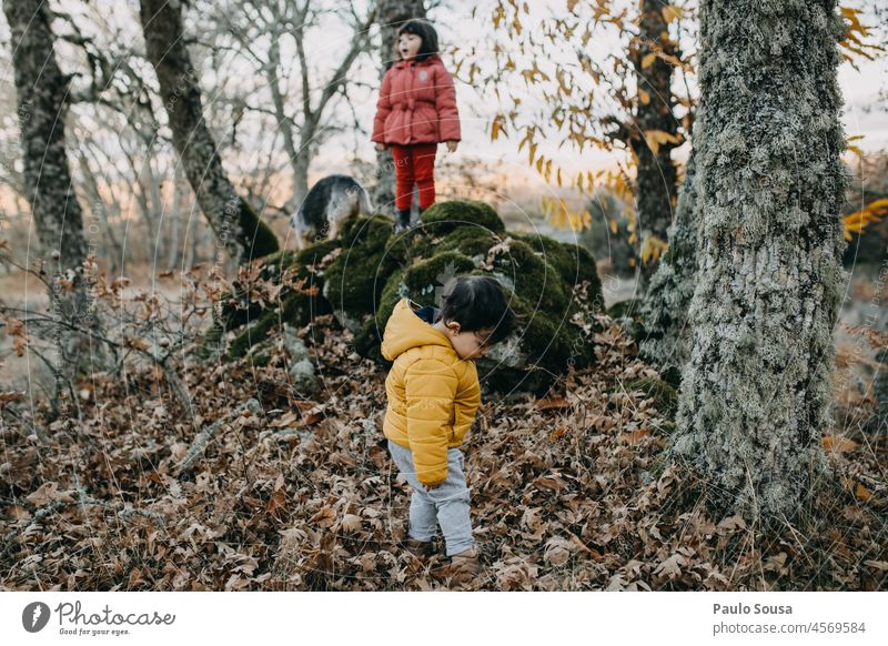Bruder und Schwester erkunden den Wald Geschwister Kind Kindheit 1-3 Jahre 3-8 Jahre Kaukasier Herbst authentisch Lifestyle Fröhlichkeit Freude