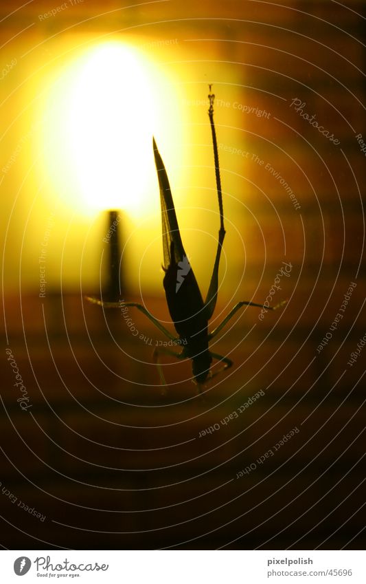 Grashüpfer im Gegenlicht Glasscheibe Licht dunkel Insekt Tier Heuschrecke