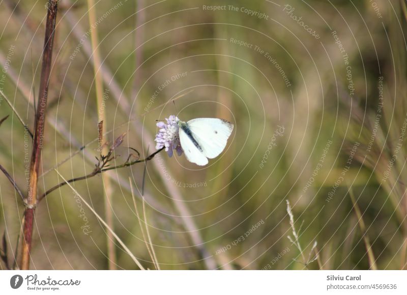 Kohlschmetterling auf einer Blume Nahaufnahme mit unscharfem Hintergrund weiß Insekt Schmetterling Flügel Natur pieris rapae schön klein Kohlfalter hübsch