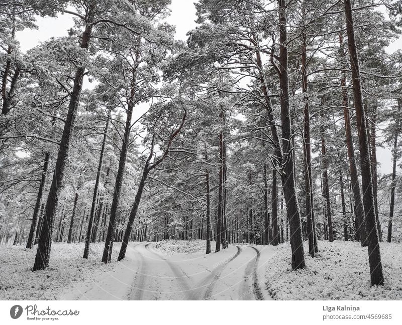 Winterlandschaft im Wald mit zwei Landstraßen Winterstimmung Schnee Winterwald Wintertag Schneelandschaft kalt Landschaft Kälte Bäume Frost Außenaufnahme
