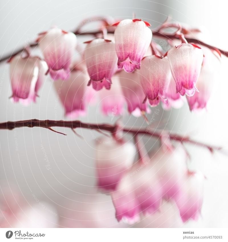 Viele Blüten Schattenglöckchen in Rosa mit Weiß rosa weiß viele Stengel Pflanze Glocken Japonica Nahaufnahme pieris Blume