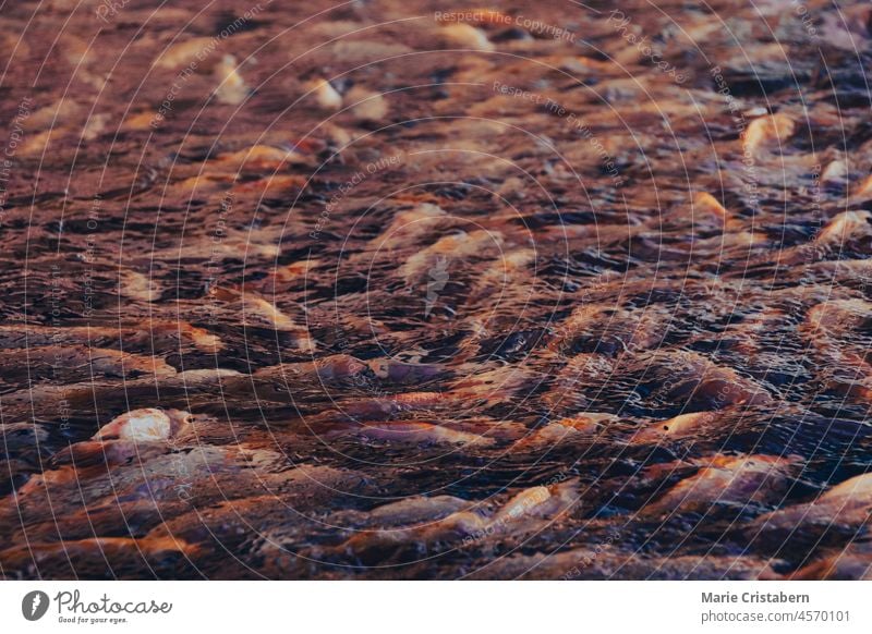 Nahaufnahme von gezüchteten Karpfenfischen beim Fressrausch an der Wasseroberfläche Fischfarm füttern Raserei Lebensunterhalt Fischzucht abschließen Hintergrund