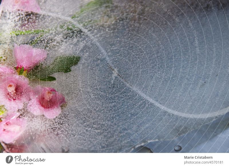 Rosa Blumen im tauenden Eis, die das Konzept des Winters zeigen, der dem Frühling oder dem Wechsel der Jahreszeiten weicht Auftauen Eisgrenze gelb