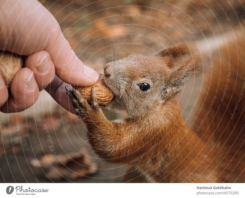 Nahaufnahme von einen roten Eichhörnchen das mit den Vorderpfoten eine Nuss aus einer Hand nimmt. Tier zutraulich füttern Futter Natur Hunger Nagetier Wildtier