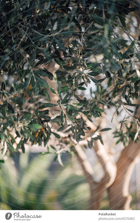 #A0# Olivengrün Olivenbaum Natur Baum Olivenbaumäste Lichterspiel Farbfoto Außenaufnahme Menschenleer Pflanze Umwelt Olivenhain Olivenöl Landschaft Tag