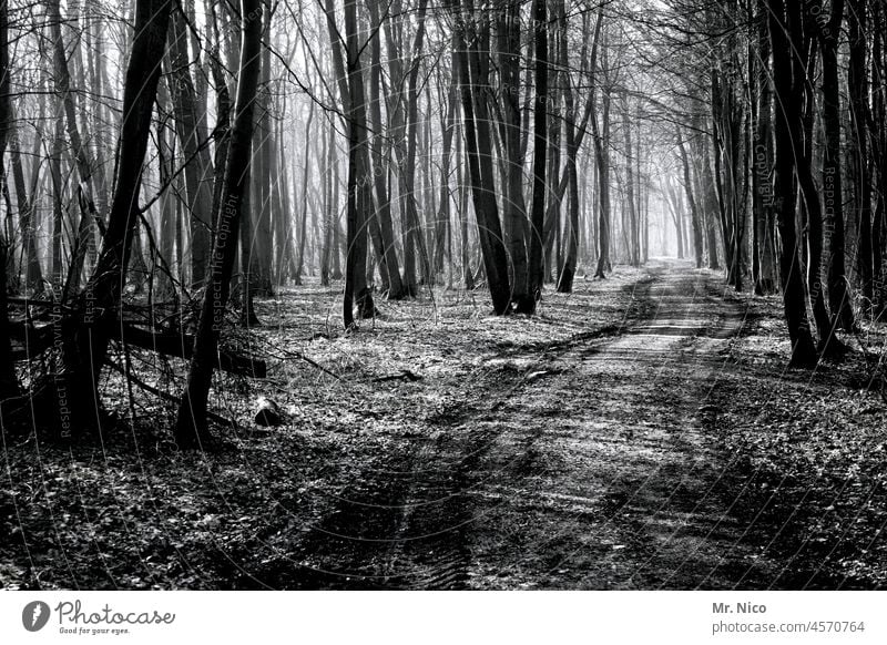 im Wald natürlich Frost Natur kalt Idylle Wege & Pfade Winterstimmung frostig Bäume Jahreszeiten Baum Spazierweg Landschaft Waldweg Umwelt Kälte