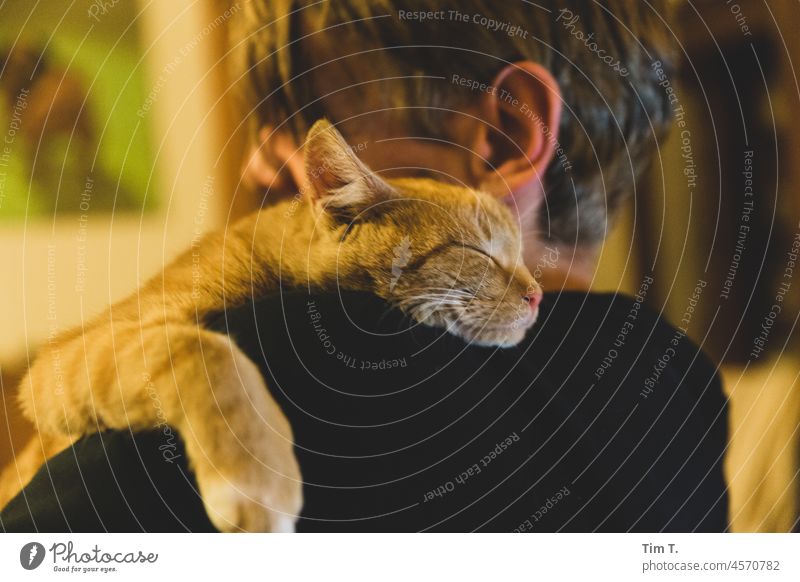 ein Mann mit einem schlafenden Roten Kater auf der Schulter rot Katze relaxation Haustier Tier Fell Hauskatze Tierporträt kuschlig Farbfoto niedlich liegen