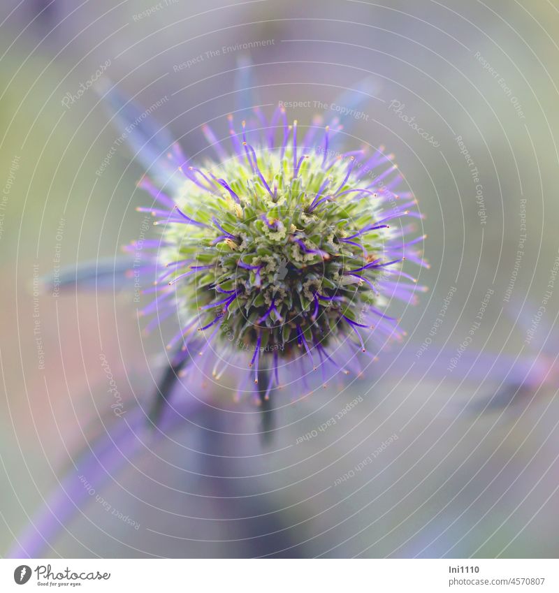 Blütenkopf Feld-Mannstreu Pflanze Eryngium campestre mehrjährig Wildpflanze Blume Körbchenblumen Doldenblütler Blütenstand halbkugelig bienenfreundlich