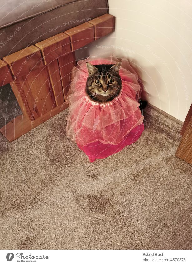 Eine kleine haarige Prinzessin. Unsere Katze in einem rosa Kleid katze kleid Haustier Tier Säugetier Hauskatze pink niedlich süß witzig anziehen anziehsachen