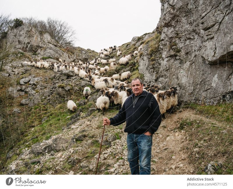 Seriöser männlicher Besitzer, der in der Nähe einer Schafherde steht, die in den Bergen weidet Mann Weide Berge u. Gebirge Schäfer Viehbestand Landschaft Tier