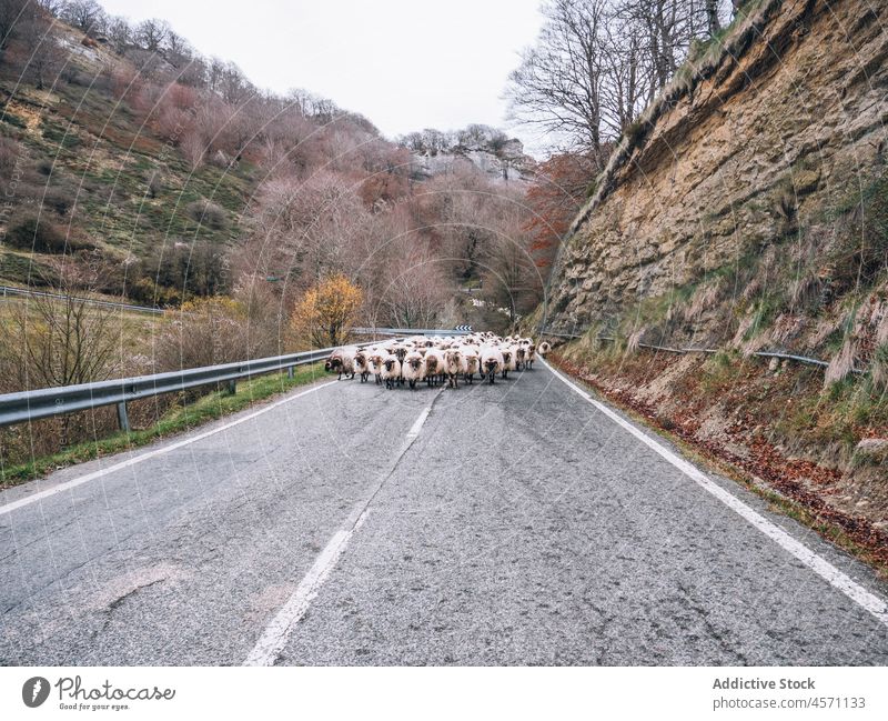 Schafherde auf der Straße in einem Gebirgstal Spaziergang Berge u. Gebirge Tal Tier Viehbestand Transhumanz Herde weiden Herbst Landschaft heimisch Natur