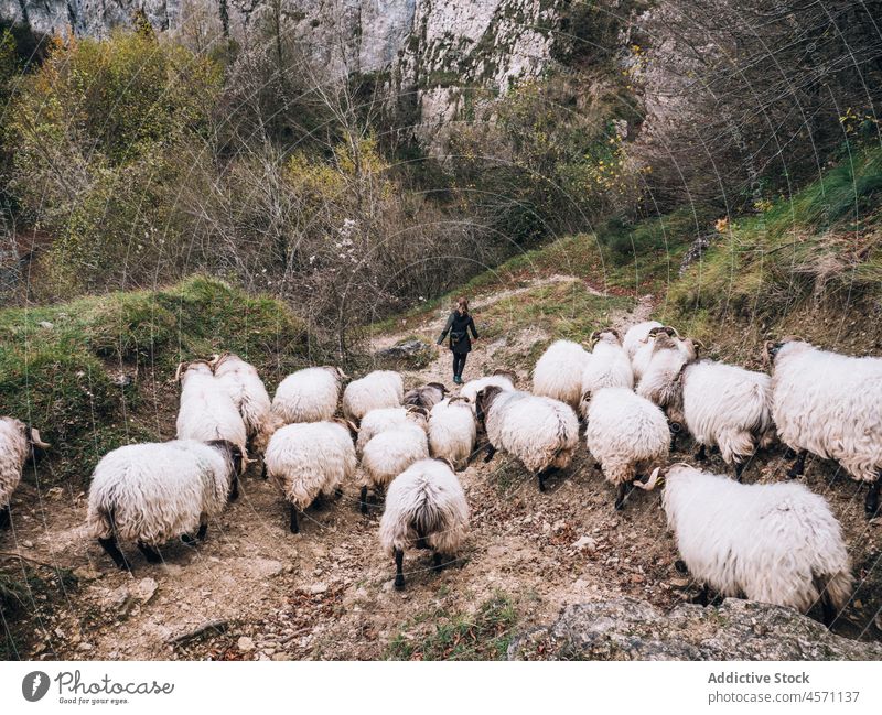 Anonyme Frau, die im Herbst in einem Wald mit einer Schafherde spazieren geht Spaziergang Transhumanz weiden Landschaft Schäfer Natur Weg Tier Herde Viehbestand