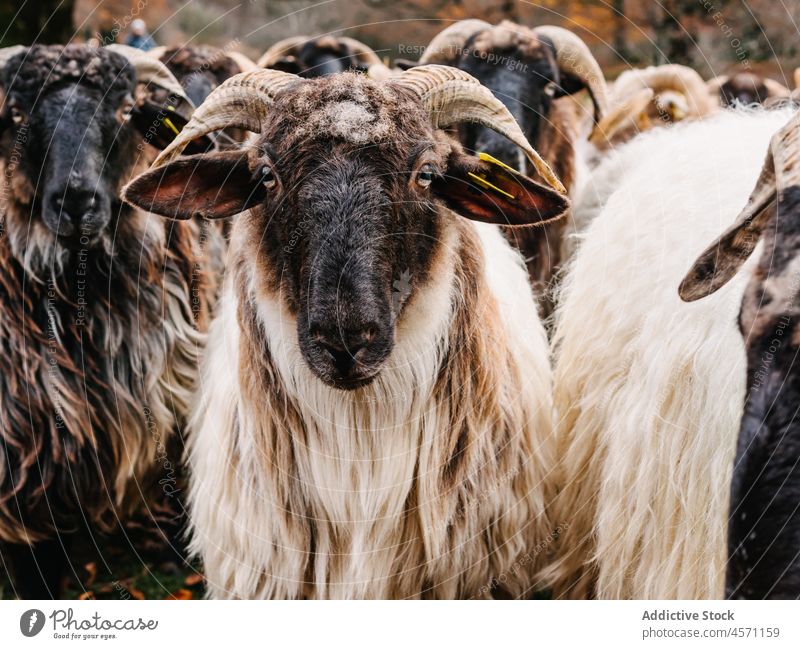 Hausschafherde auf der Weide in der Natur Schaf Spaziergang Herbst Viehbestand weiden Landschaft Tier Herde Säugetier ländlich Transhumanz urbasa navarre