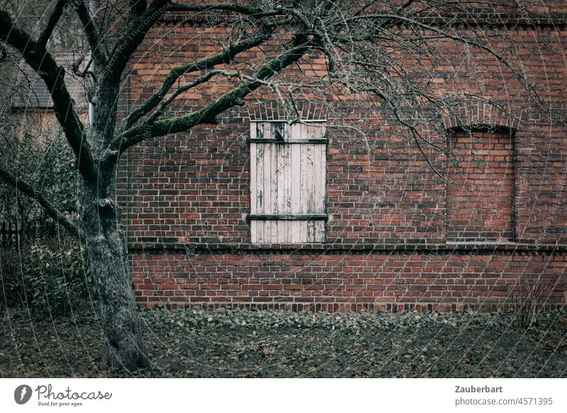 Fensterladen auf einer alten Ziegelwand, geschlossenes und zugemauertes Fenster, davor ein Baum Wand Dorf dörflich Fassade Mauer Gebäude Holz abweisend