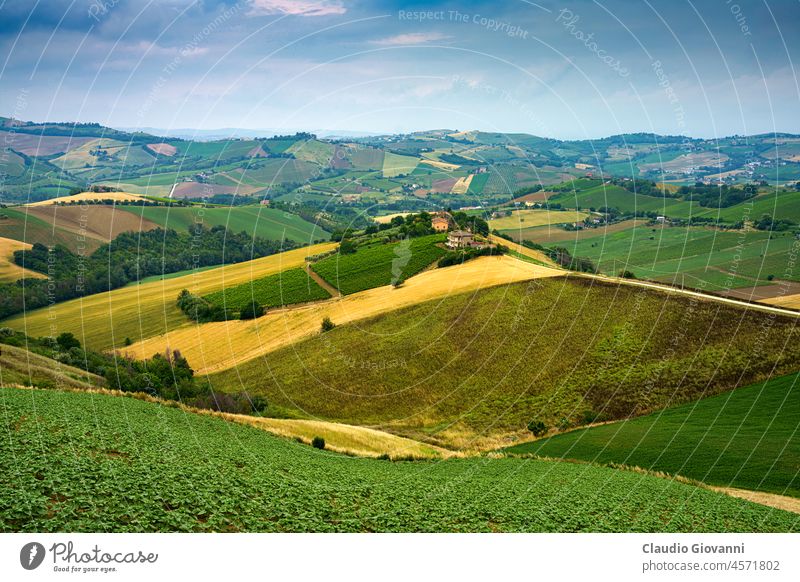 Ländliche Landschaft bei Ripatransone, Marken, Italien Ascoli Piceno Europa Marche Rubbianello Ackerbau Farbe Tag Feld grün Hügel Natur im Freien Fotografie