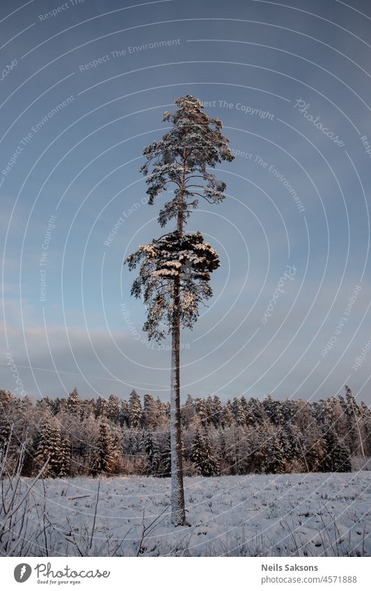 abgeholzter Wald im Winter, ein großer Weihnachtsbaum übrig, alles mit Schnee bedeckt Ackerbau Hintergrund schön Schönheit blau Windstille Weihnachten kalt