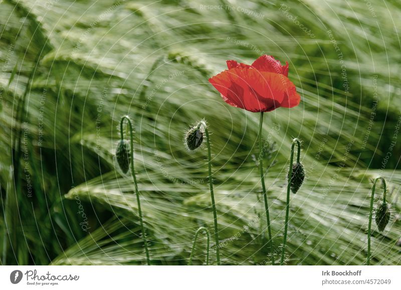 einsame Mohnblume vor bewegtem Getreidefeld Melancholie Einsamkeit Natur dunkel geheimnisvoll Knospen grün schwarz rot leuchten wild Wind Blüte Blume Kornfeld