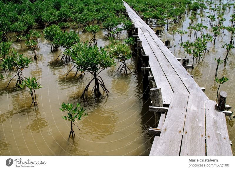 Mangrovensetzlinge in einem Mangrovenwald-Sanierungsgebiet Konservierungsanstrengungen Umweltschonung keine Menschen Ökologie Natur Klimawandel