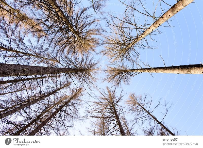 Blick hinauf zu den kahlen Wipfeln von abgestorbenen Fichten im Harzer Wald kahle Bäume kahle Wipfel kahle Kronen kahle Baumwipfel kahle Baumkronen Fichtenwald
