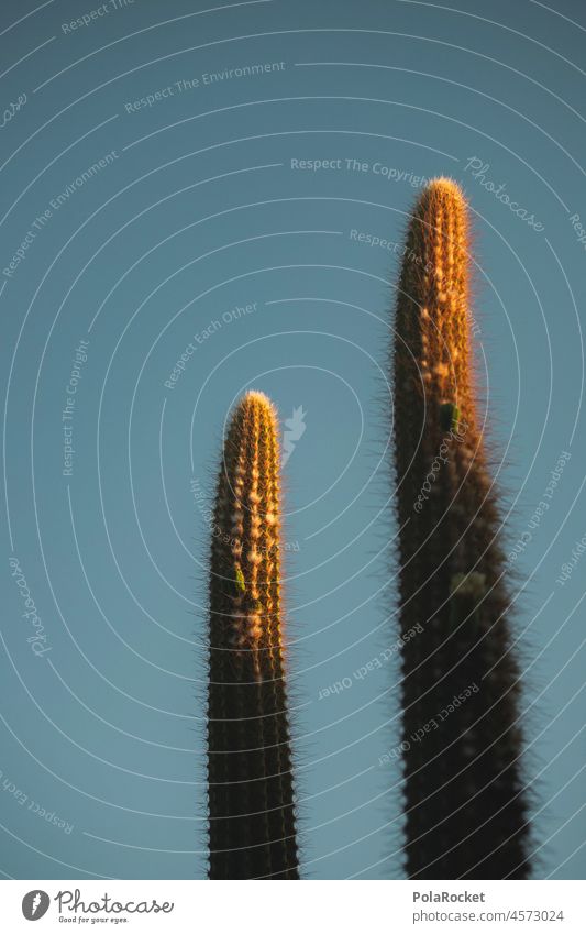 #A0# Wüstengold Kaktus Kakteen Kakteenblüte Kakteenstacheln kaktuspflanze Kakteengewächse Hitze Vegetation Pflanze Natur grün Botanik Farbfoto Nahaufnahme