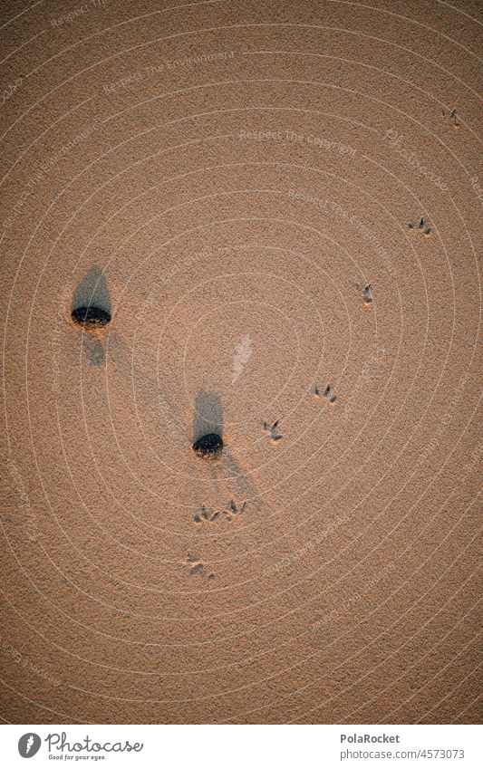 #A0# Small Steps Sand Fußabdrücke süß Vogelspuren Strand Strandspaziergang Strandleben Steine Urlaub