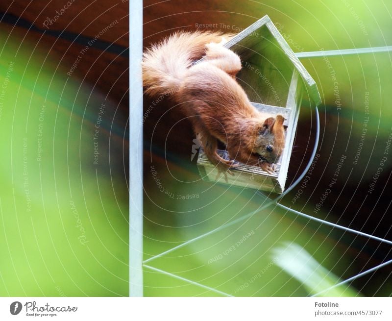 Dieses kleine Eichhörnchen räubert das Vogelfutter aus dem Futterhäuschen. Tier niedlich Fell Wildtier Nagetiere braun Außenaufnahme Farbfoto Tag fressen