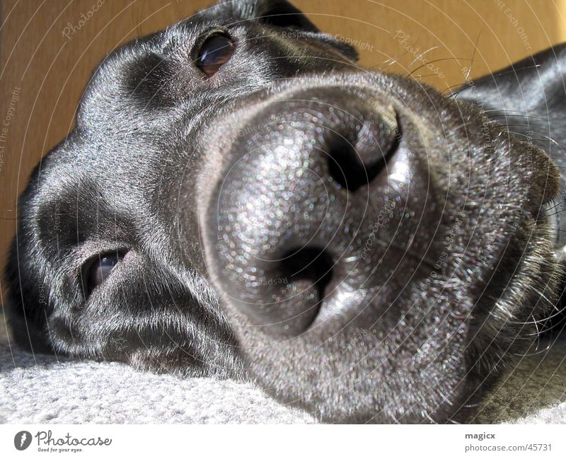 "Ich will nur noch schlafen" Hund Labrador schwarz Erholung Nase Hundekopf Fell Schnauze Tier Haustier Müdigkeit