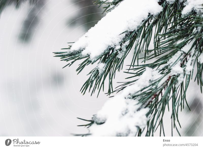Schneebedeckter Tannenzweig im Winterwald, Kopierraum Kiefer Ast weiß Konifere nadelhaltig Nadeln Nahaufnahme Textfreiraum Waldgebiet Weihnachten verschneite