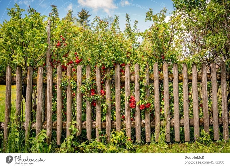 Mit Sträuchern und Blumen bewachsener Gartenzaun aus Holz Holzzaun lattenzaun Zaun natürlich ökologisch urig idyllisch Außenaufnahme Farbfoto Menschenleer Tag